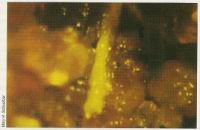 Filament creux de Shuvuuia deserti, a l'apparence d'une fibre de plume